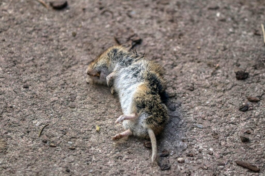 ネズミ駆除業者に依頼する際の費用はどれくらいかかる？