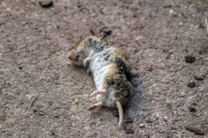 ネズミ駆除業者に依頼する際の費用はどれくらいかかる？