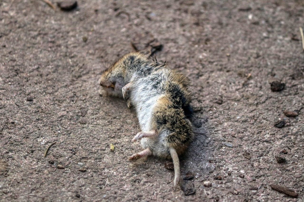 ネズミ駆除業者に依頼する際の費用はどれくらいかかる？