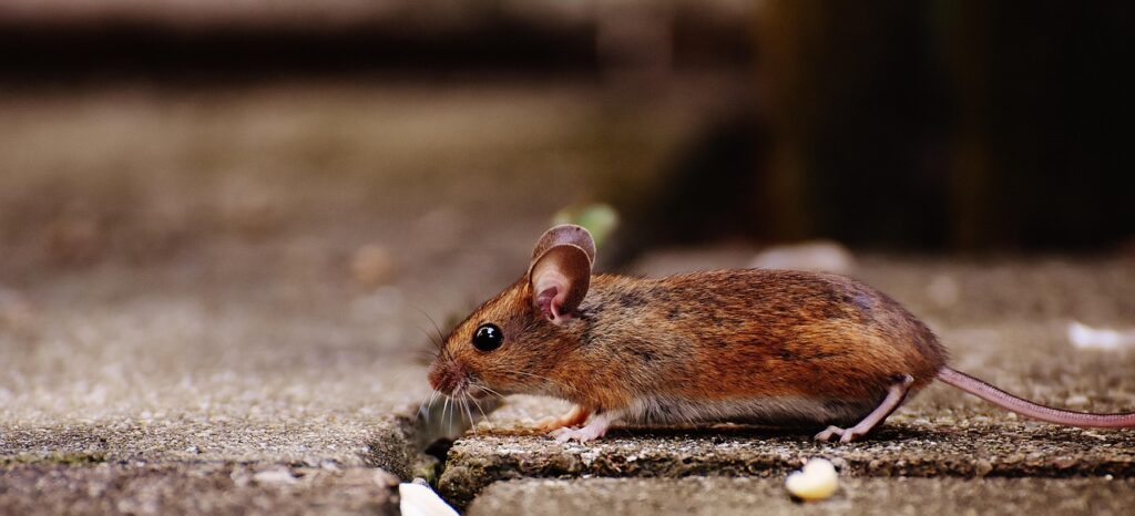 ネズミ駆除業者のおすすめはどこですか？