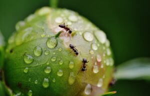 庭のアリ駆除業者にかかる費用はどのくらい？