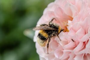 蜂の駆除を安くする方法とは？
