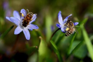蜂の駆除業者でおすすめの選び方は？