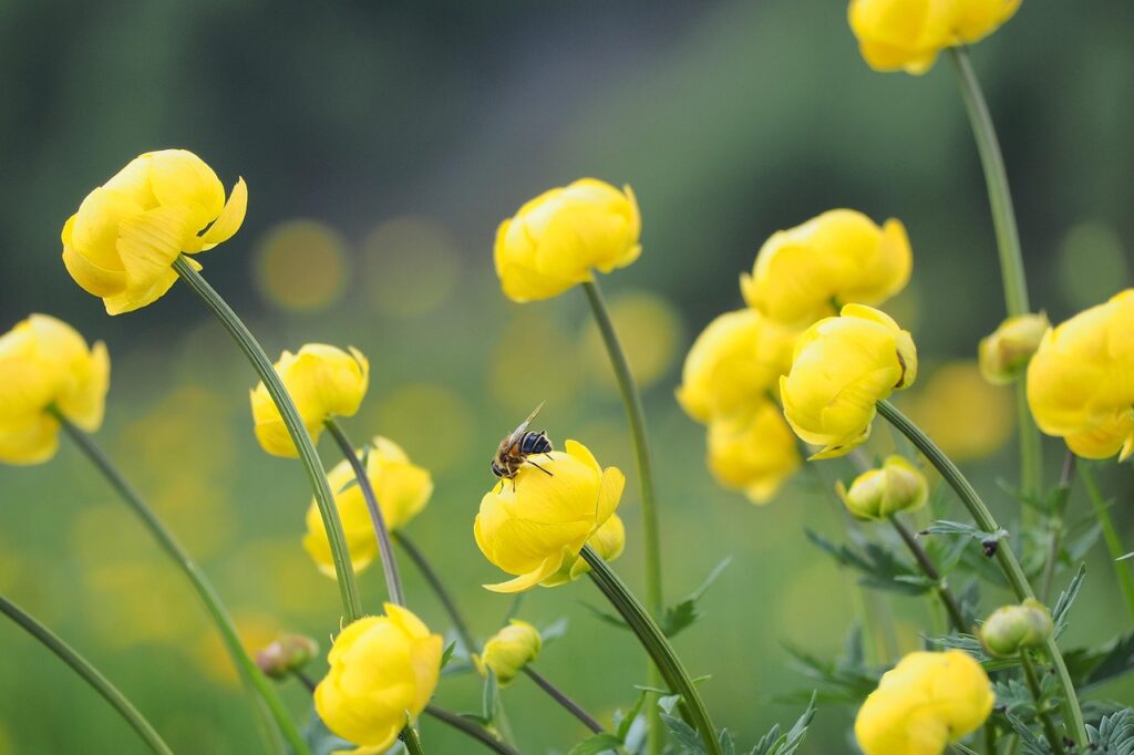 蜂駆除を安くする方法は何ですか？