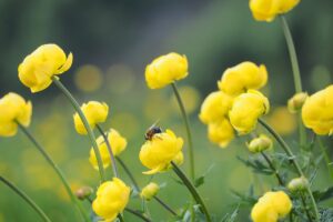 蜂駆除を安くする方法は何ですか？