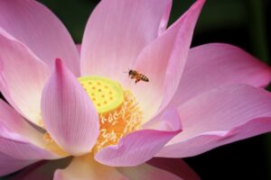蜂駆除業者のおすすめはどこですか？