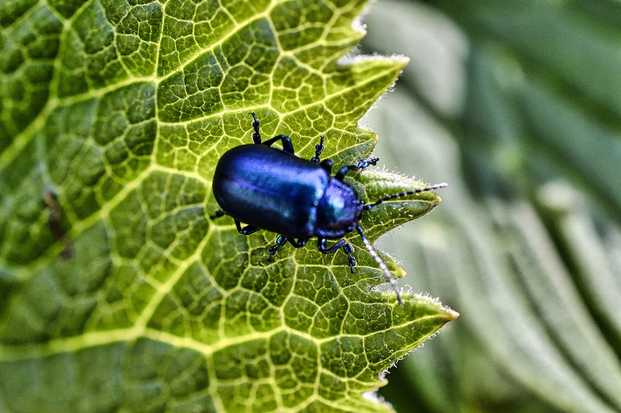 ゴキブリ駆除の24時間対応業者を選ぶ際のポイントは？