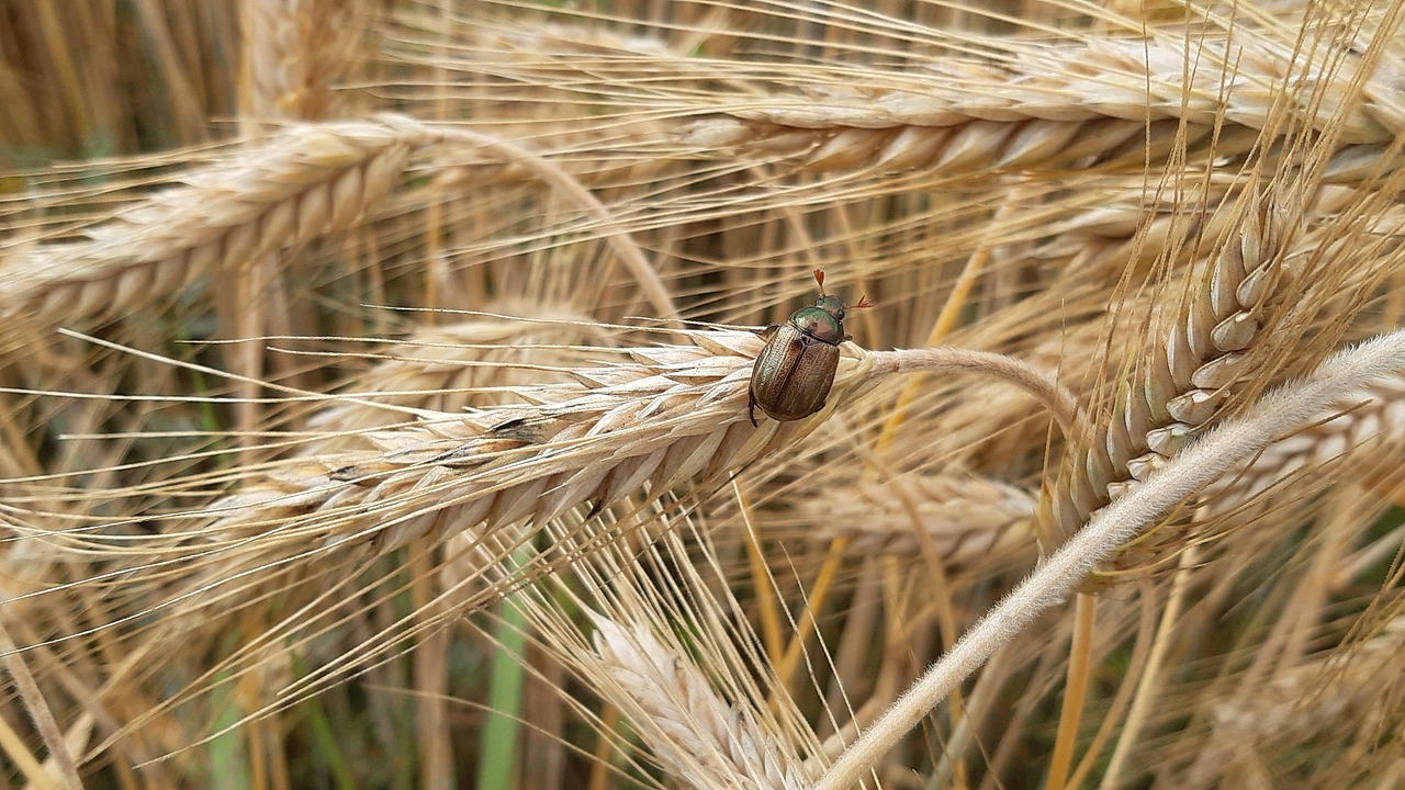 ゴキブリ駆除を24時間対応する業者の選び方は？