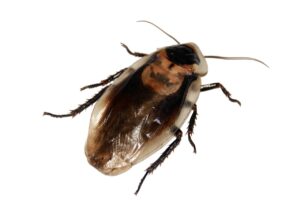 ゴキブリ駆除をすぐに対応してくれる業者はどこ？