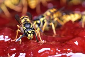 スズメバチの駆除を自治体に依頼する際の無料サービスは？