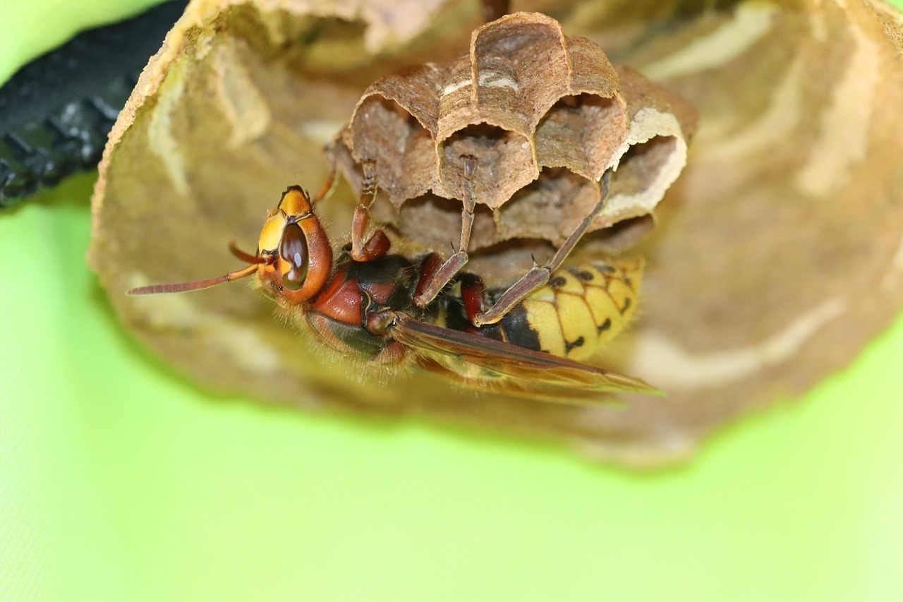 スズメバチの駆除を自治体に無料で依頼する方法は？