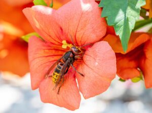 スズメバチの駆除業者に依頼する際の費用はいくらかかる？