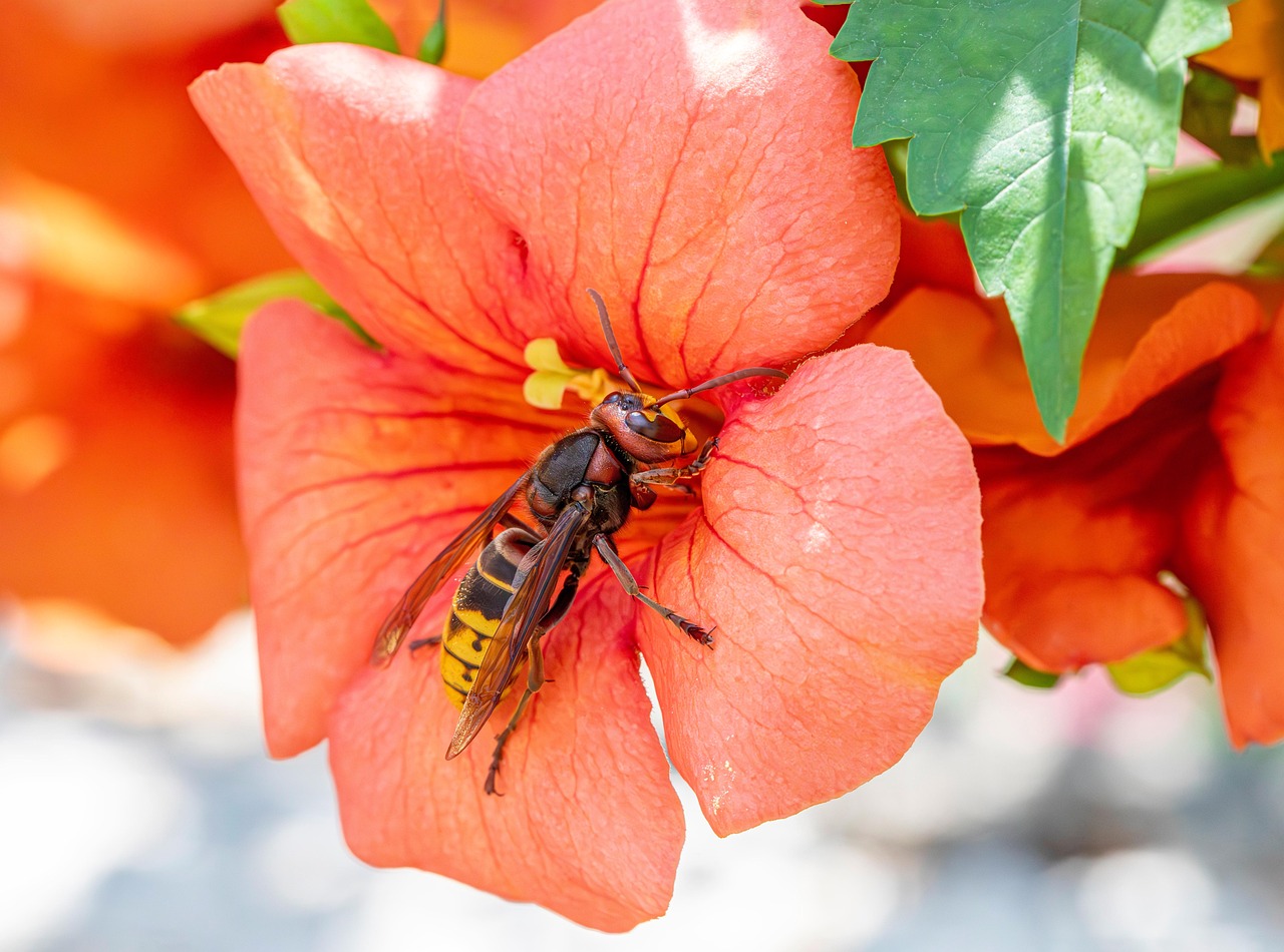 スズメバチの駆除業者に依頼する際の費用はいくらかかる？