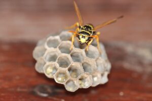 スズメバチ駆除の料金相場はどのくらい？