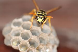 スズメバチ駆除業者に依頼した場合の費用はどのくらい？