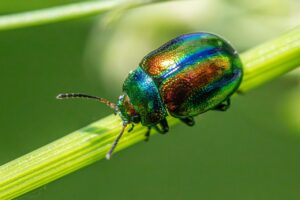 害虫駆除に保険は適用されるのか？