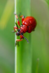 害虫駆除の業者でおすすめの選び方は？