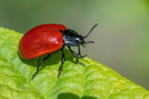 害虫駆除の相場一覧を知りたいのですが？