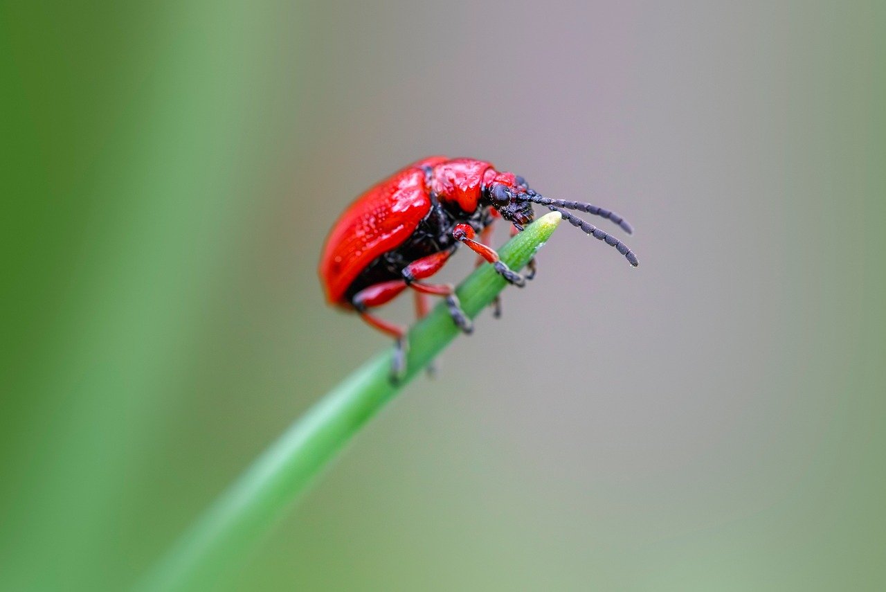 害虫駆除を安くするための費用を抑える方法は？