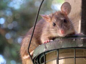 家のネズミ駆除にかかる費用はいくら？