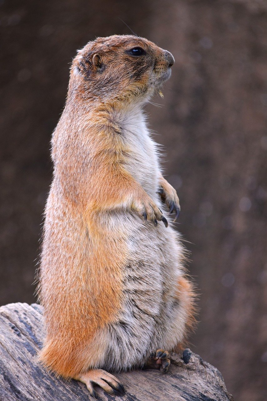 山口でのゴキブリ駆除に関する口コミ人気はどこで探せる？