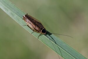 長野でのゴキブリ駆除にかかる費用目安は？