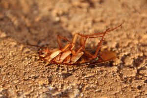 香川でのゴキブリ駆除にかかる費用比較はどのように行うべき？