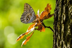 ペットいる家庭のための虫対策で安全に過ごす方法は？