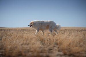 犬と猫と子供が安心して遊べる無添加の害虫対策は？