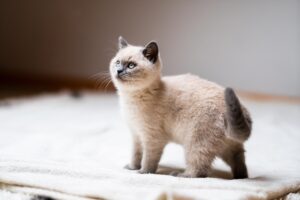 赤ちゃんとペットのいる家庭での害虫駆除の安全性は？