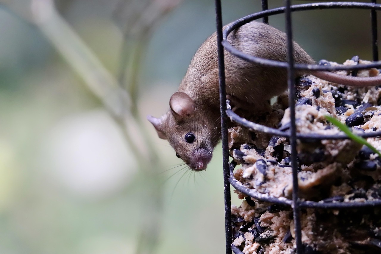 ネズミ駆除の料金はどのくらいかかる？