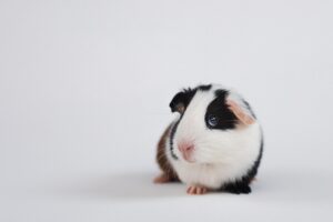ペットと赤ちゃんのための効果的なノミ対策は？