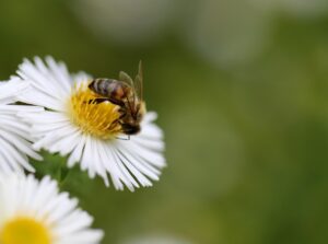 ペットサークルで虫の侵入を防ぐための効果的な対策は？
