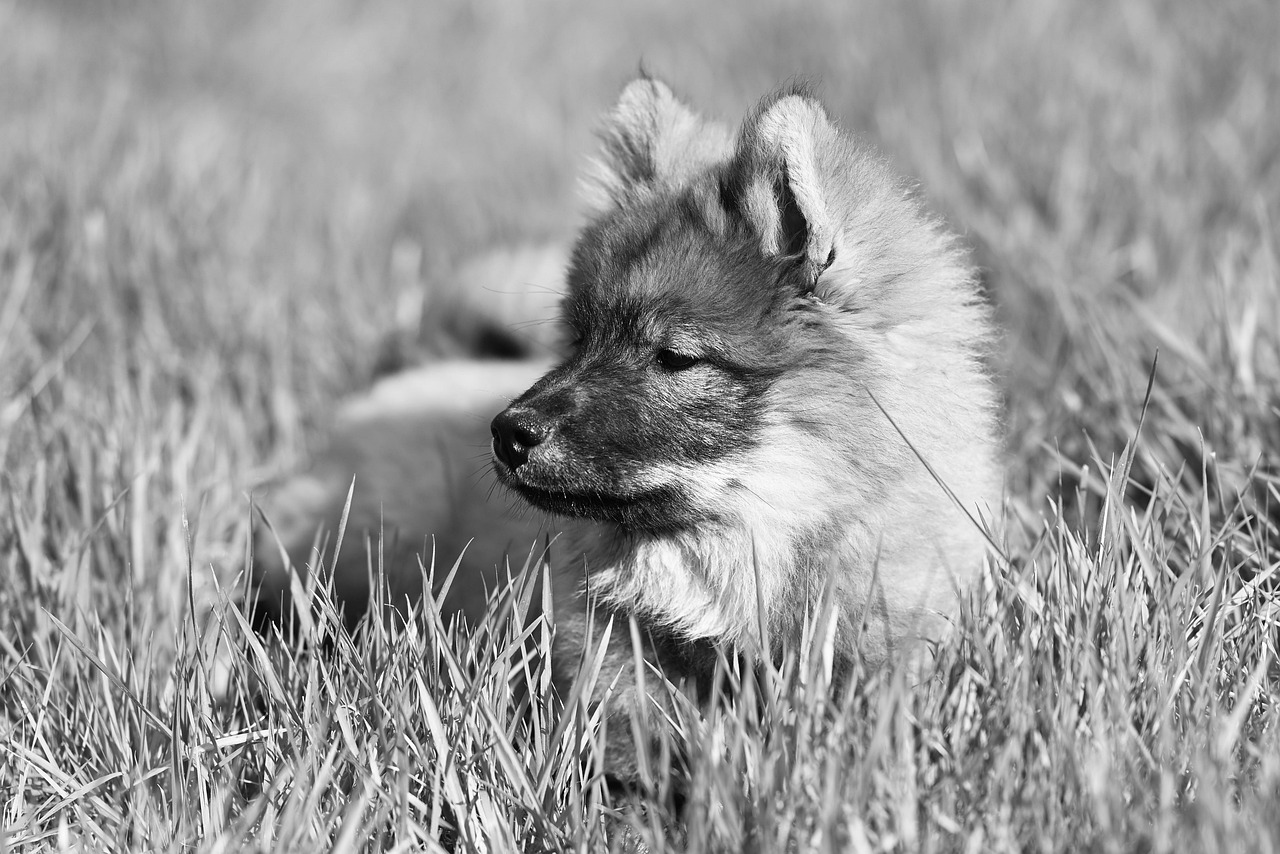 ペット退避不要の虫対策方法はどのように行うべき？