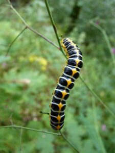 子供とペットを守るための初心者向け害虫対策は？