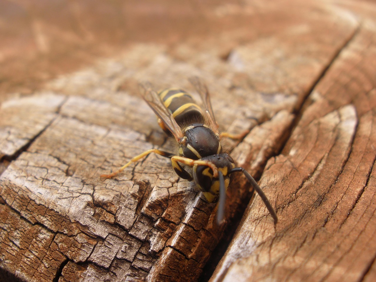 子供のアレルギーに効果的な虫対策方法は？