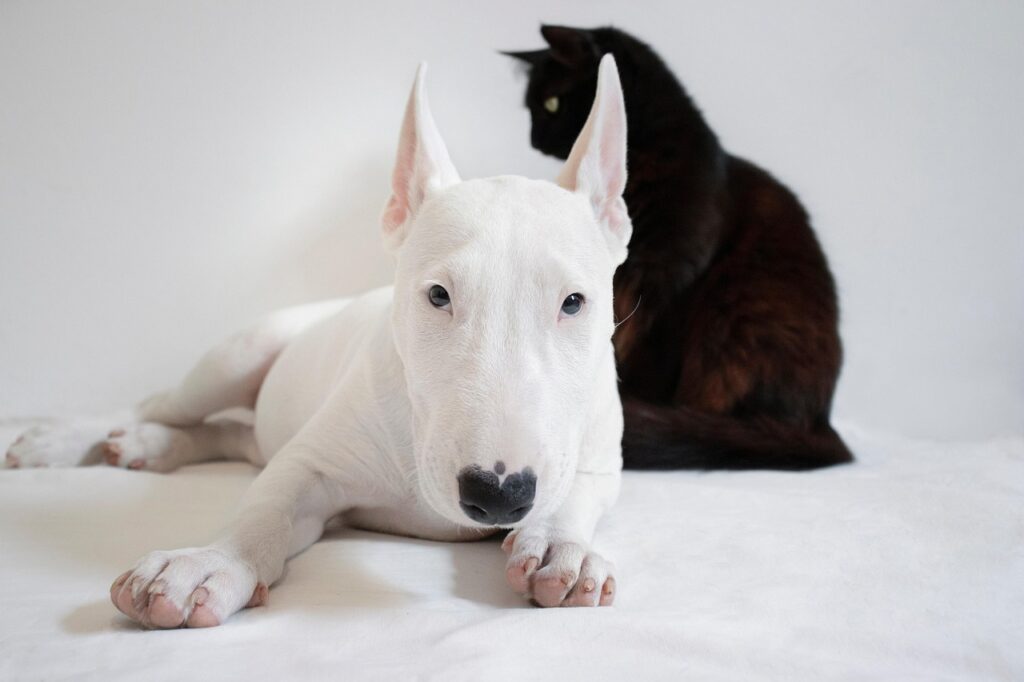 犬と猫が安心して過ごせるベランダの虫対策は？