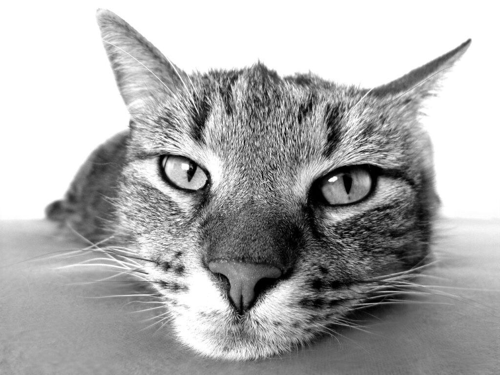 犬と猫のノミ対策は家の中でどのように行うべき？