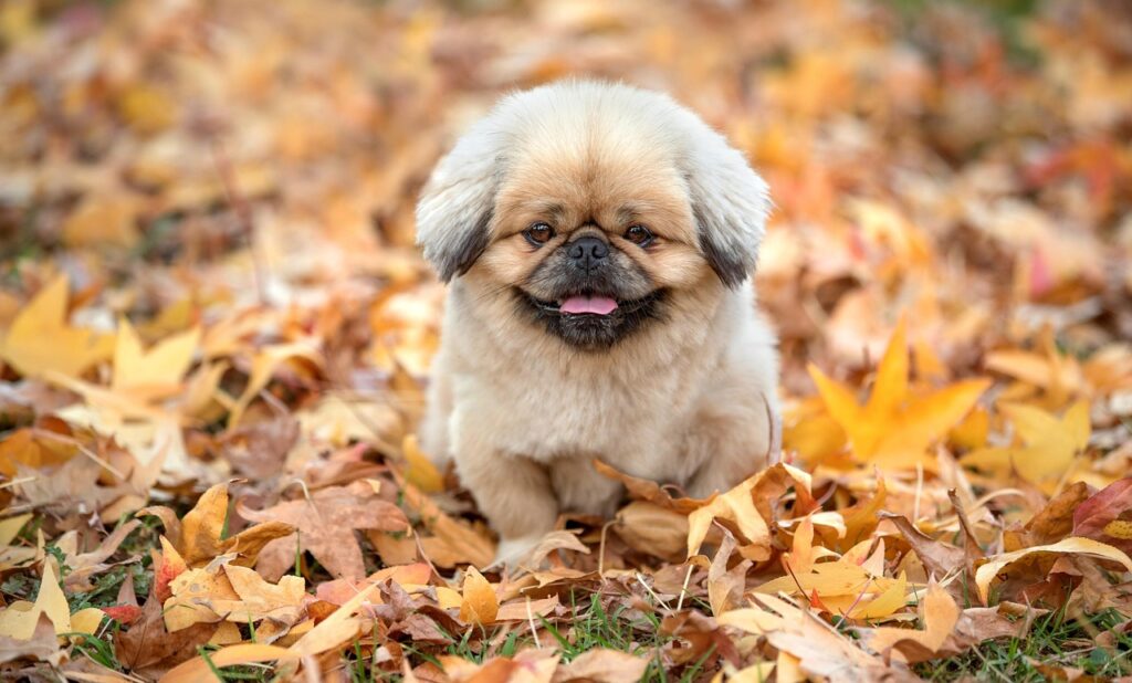 犬と猫の蚊取りの安全性はどうなっている？