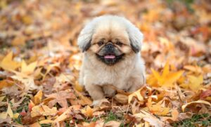 犬と猫の蚊取りの安全性はどうなっている？
