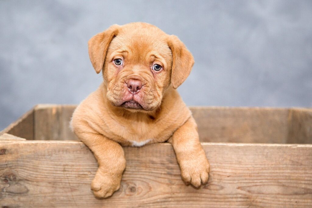 犬小屋での虫対策は安全に行うにはどうすればいい？
