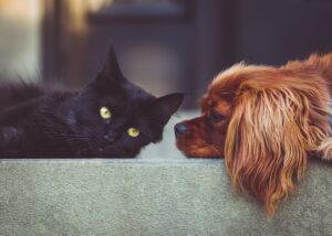 犬猫に使えるダニ駆除の安全スプレーはどれが最適？
