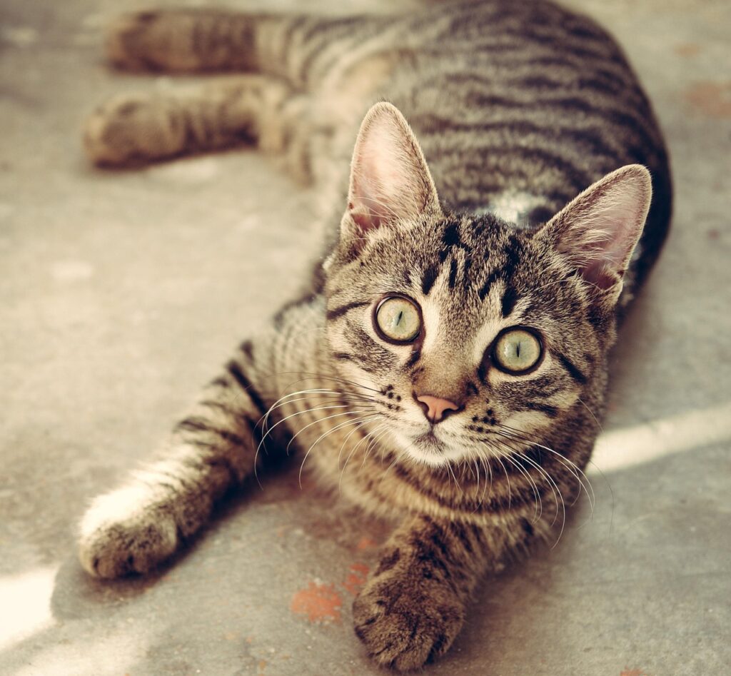 猫がゴキブリを食べた時の対処法は？