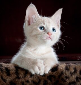 猫ベッドのダニ対策方法は？