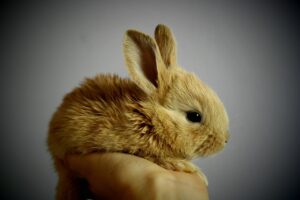 赤ちゃんとペットがいる家庭でのゴキブリ対策は安全か？