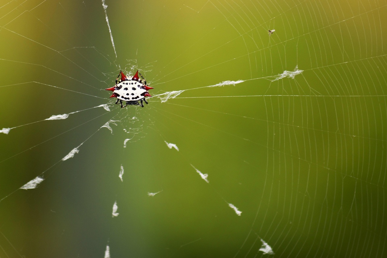 クモが家庭に発生する原因とは何ですか？