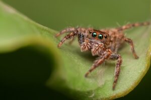 クモの家庭での再発防止方法は？