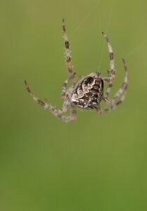 クモの家庭への侵入を防止するための効果的な対策は？