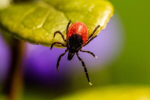 ダニを家庭で駆除するためのやり方は？
