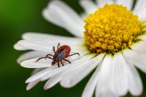 ダニ対策に効果的な家庭でできる布団のお手入れ方法は？